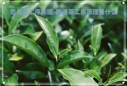 普洱茶工序原理-普洱茶工序原理是什么