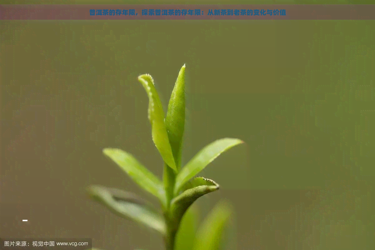 普洱茶的存年限，探索普洱茶的存年限：从新茶到老茶的变化与价值