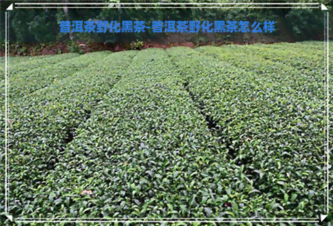 普洱茶野化黑茶-普洱茶野化黑茶怎么样