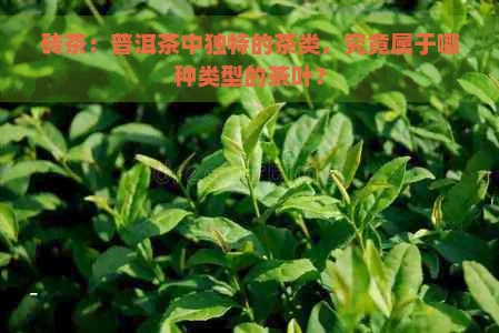 砖茶：普洱茶中独特的茶类，究竟属于哪种类型的茶叶？