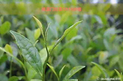 祥源门红茶1915价格