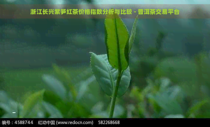 浙江长兴紫笋红茶价格指数分析与比较 - 普洱茶交易平台