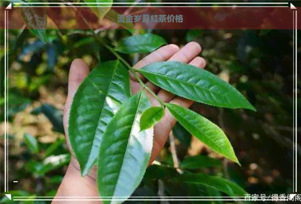 流金岁月红茶价格