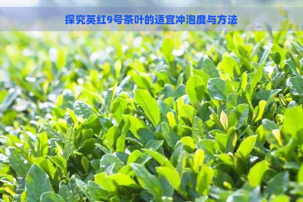 探究英红9号茶叶的适宜冲泡度与方法