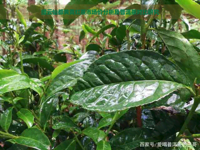 缙云仙都黄贡红茶市场价分析及普洱茶对比研究