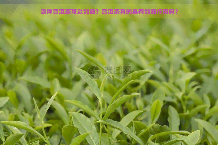 哪种普洱茶可以刮油？普洱茶真的具有刮油作用吗？