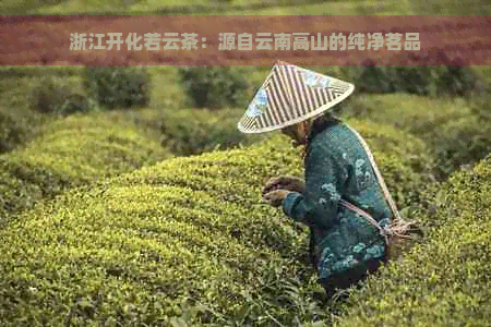 浙江开化若云茶：源自云南高山的纯净茗品