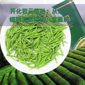 开化若云茶叶：从茶叶种植到品质保证，全面解答您的疑问和需求