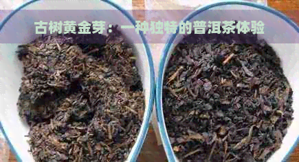 古树黄金芽：一种独特的普洱茶体验