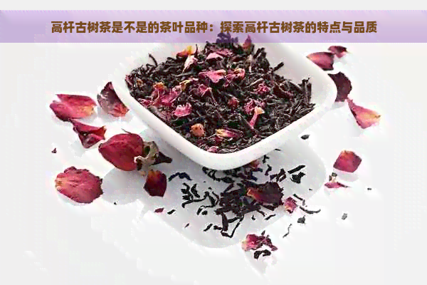 高杆古树茶是不是的茶叶品种：探索高杆古树茶的特点与品质