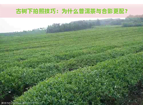 古树下拍照技巧：为什么普洱茶与合影更配？