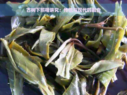 古树下照相讲究：传统与现代的融合