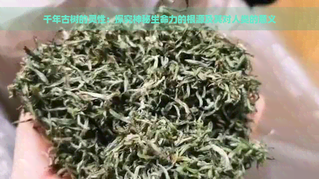 千年古树的灵性：探究神秘生命力的根源及其对人类的意义