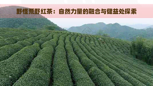 野怪荒野红茶：自然力量的融合与健益处探索