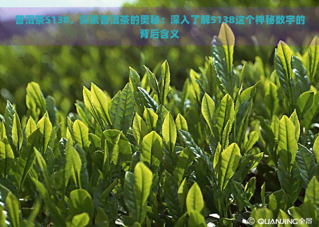 普洱茶5138，探索普洱茶的奥秘：深入了解5138这个神秘数字的背后含义