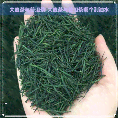 大麦茶与普洱茶-大麦茶与普洱茶哪个刮油水