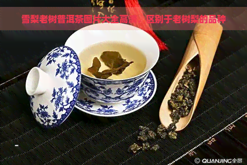 雪梨老树普洱茶图片大全高清，区别于老树梨的品种