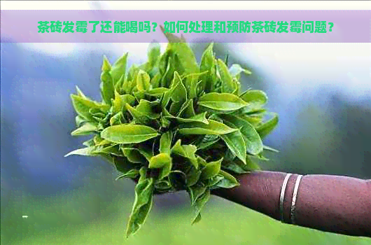 茶砖发霉了还能喝吗？如何处理和预防茶砖发霉问题？