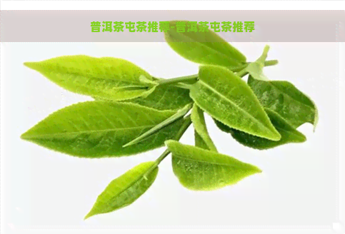 普洱茶屯茶推荐-普洱茶屯茶推荐