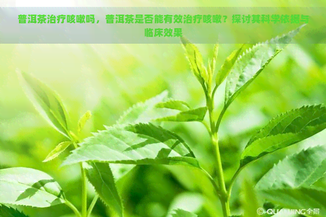 普洱茶治疗咳嗽吗，普洱茶是否能有效治疗咳嗽？探讨其科学依据与临床效果