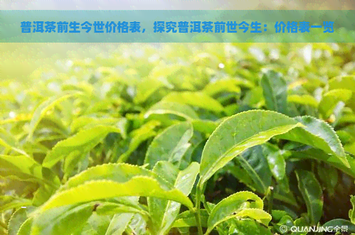 普洱茶前生今世价格表，探究普洱茶前世今生：价格表一览