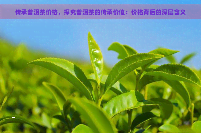 传承普洱茶价格，探究普洱茶的传承价值：价格背后的深层含义