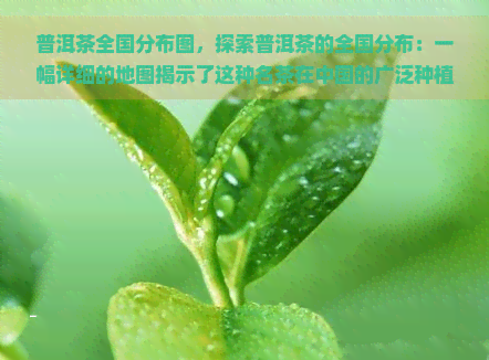 普洱茶全国分布图，探索普洱茶的全国分布：一幅详细的地图揭示了这种名茶在中国的广泛种植区域