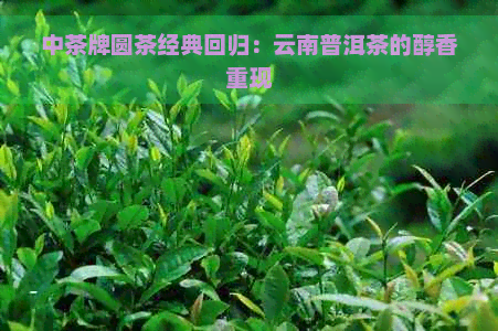 中茶牌圆茶经典回归：云南普洱茶的醇香重现