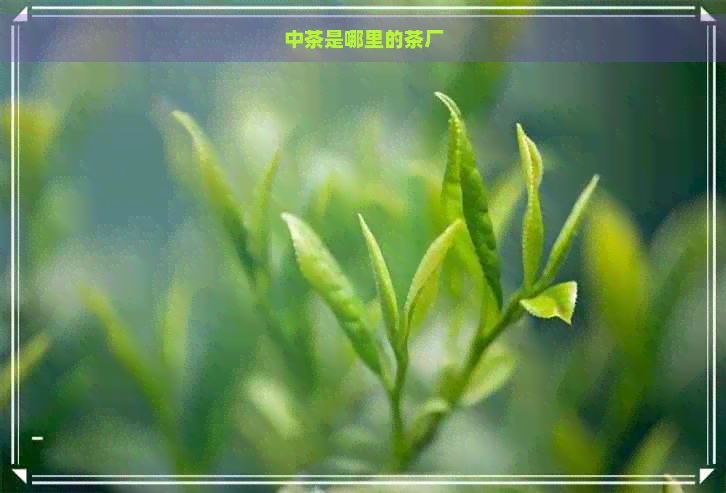 中茶是哪里的茶厂