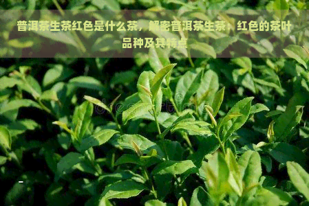 普洱茶生茶红色是什么茶，解密普洱茶生茶：红色的茶叶品种及其特点