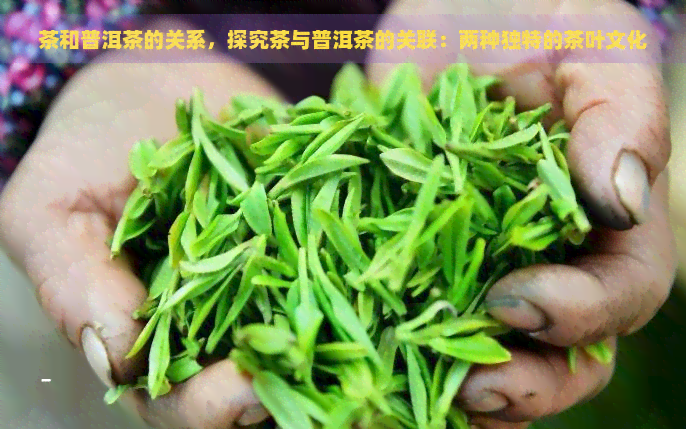 茶和普洱茶的关系，探究茶与普洱茶的关联：两种独特的茶叶文化