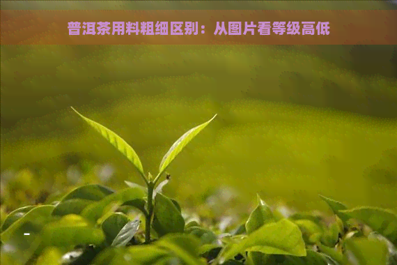 普洱茶用料粗细区别：从图片看等级高低