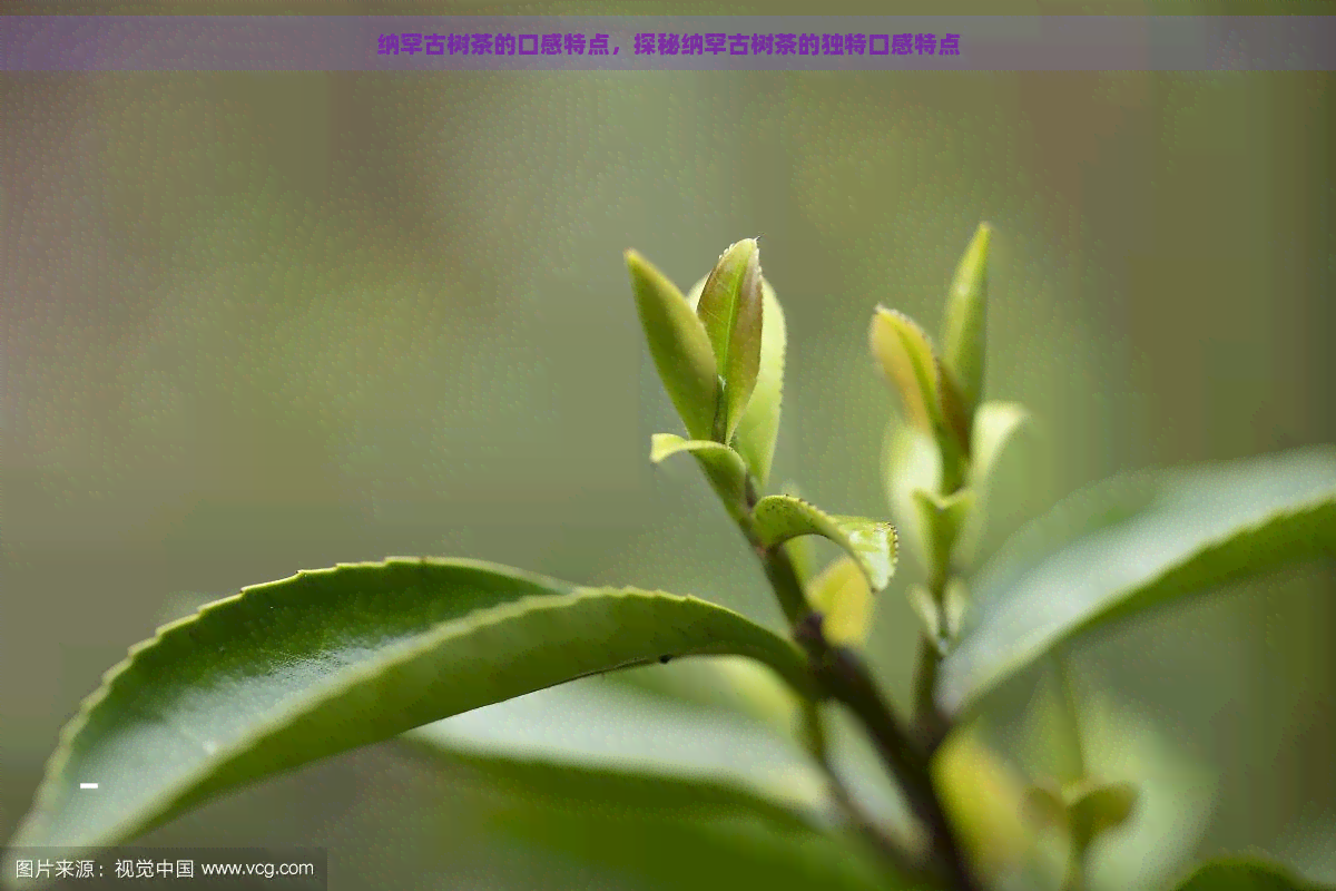 纳罕古树茶的口感特点，探秘纳罕古树茶的独特口感特点