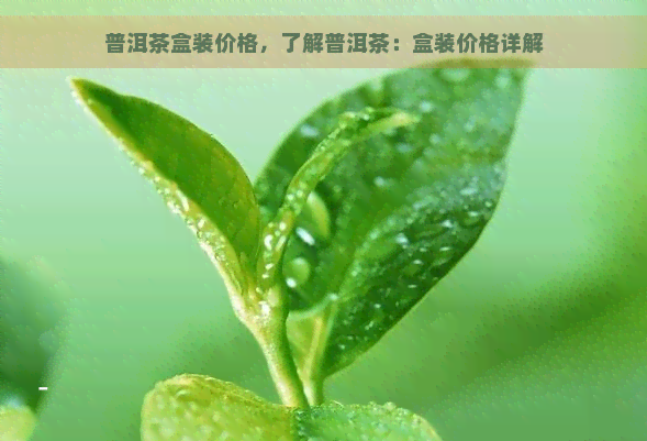 普洱茶盒装价格，了解普洱茶：盒装价格详解