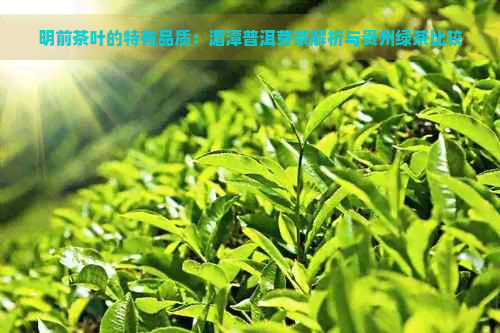 明前茶叶的特有品质：湄潭普洱芽茶解析与贵州绿茶比较