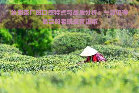 象明茶厂的口感特点与品质分析：一款值得品尝的老班章普洱茶