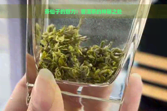 茶仙子的魅力：普洱茶的神秘之处