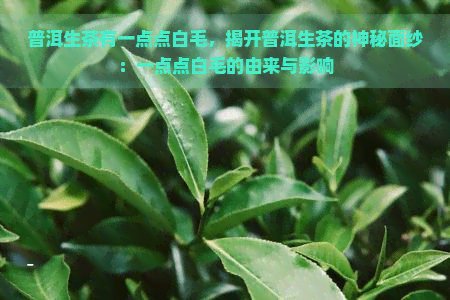 普洱生茶有一点点白毛，揭开普洱生茶的神秘面纱：一点点白毛的由来与影响