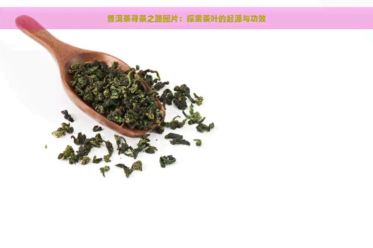 普洱茶寻茶之路图片：探索茶叶的起源与功效