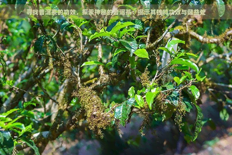 寻找普洱茶的功效，探索神秘的普洱茶：揭示其独特功效与健益处