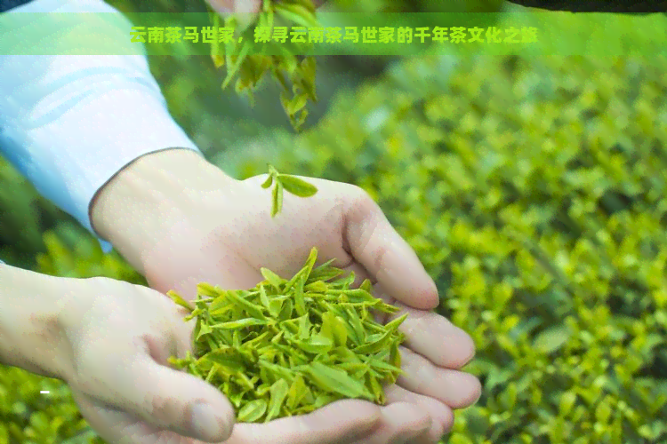 云南茶马世家，探寻云南茶马世家的千年茶文化之旅