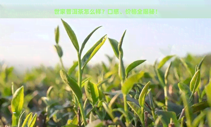 世家普洱茶怎么样？口感、价格全揭秘！