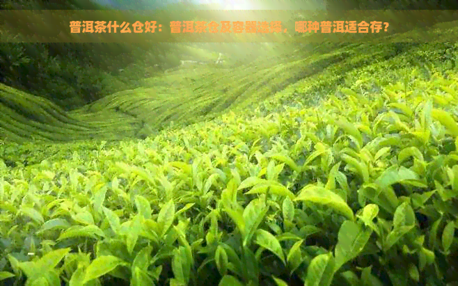 普洱茶什么仓好：普洱茶仓及容器选择，哪种普洱适合存？