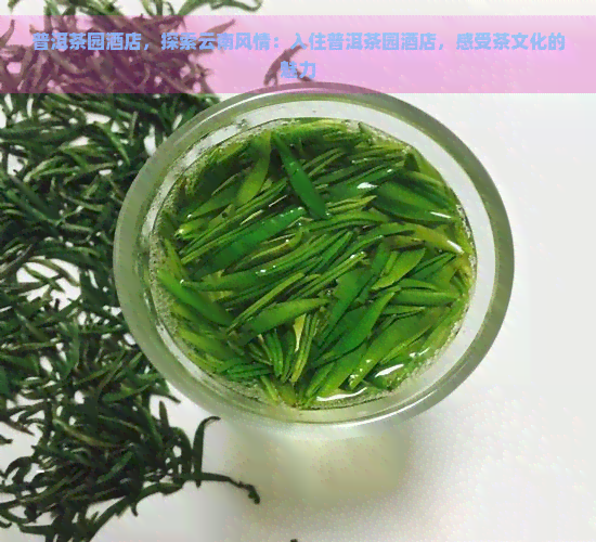 普洱茶园酒店，探索云南风情：入住普洱茶园酒店，感受茶文化的魅力