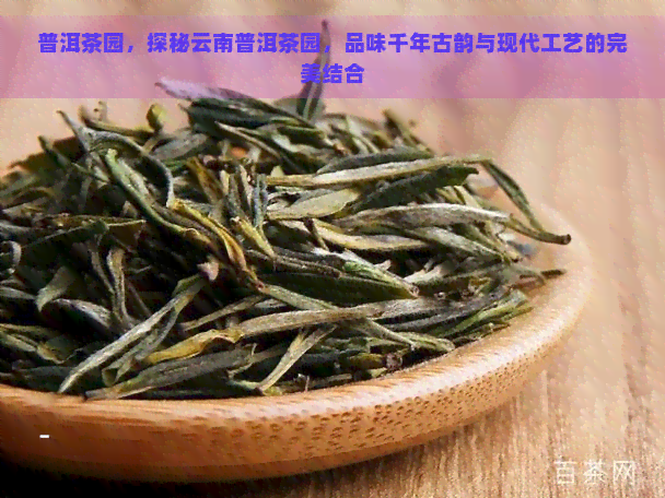 普洱茶园，探秘云南普洱茶园，品味千年古韵与现代工艺的完美结合