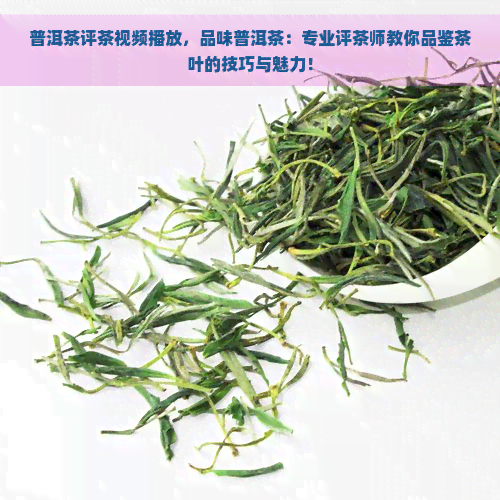 普洱茶评茶视频播放，品味普洱茶：专业评茶师教你品鉴茶叶的技巧与魅力！