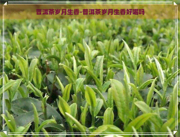 普洱茶岁月生香-普洱茶岁月生香好喝吗