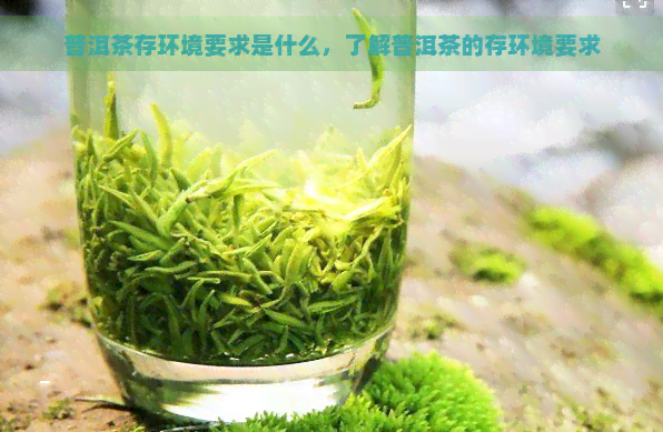 普洱茶存环境要求是什么，了解普洱茶的存环境要求