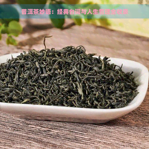 普洱茶妙语：经典台词与人生哲理全收录