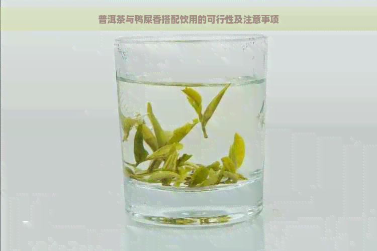 普洱茶与鸭屎香搭配饮用的可行性及注意事项